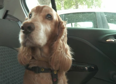 Autóban hagyott állat megmentése érdekében az üveg betörhető