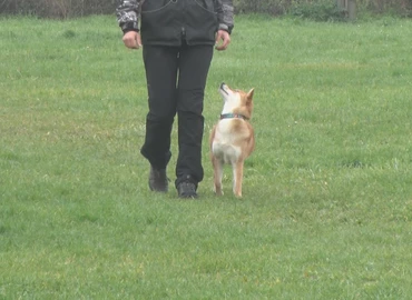 A gazda és az állat összhangja volt a lényeg a kutyavizsgán 