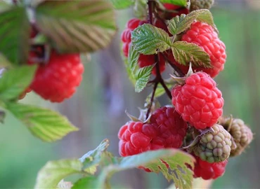 Még érik a málna Nagykanizsa közelében