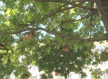 Belenőttek a madáratetők az Erzsébet téri fák ágaiba 