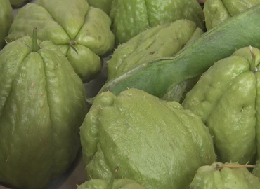 Dél-Zalában is egyre népszerűbbek a mediterrán növények 