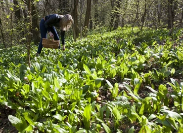 Felelős medvehagymagyűjtésre hívja fel a figyelmet a Mecsekerdő Zrt.