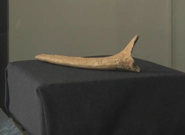  Egy vizacsont lett a hónap műtárgya a Thúry György Múzeumban