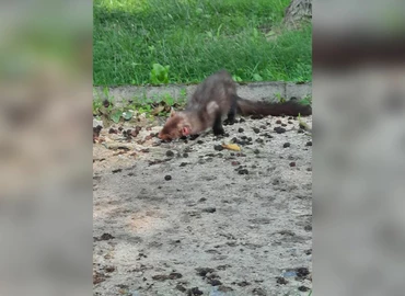 A háztetőkben, az autókban és a kertekben is nagy károkat okozhat a nyest
