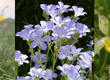 Még szavazhat: Melyik faj legyen 2023-ban az Év Vadvirága