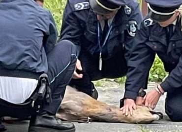 Őzet mentettek Zalaegerszeg belvárosában a rendőrök