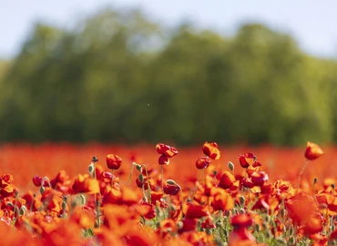 Virágzó pipacsmező