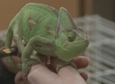  Egzotikus kisállat-kiállítást rendeztek a hétvégén a VOKE-ban