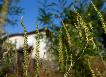 Allergiások figyelmébe: tetőzik a pollenszezon