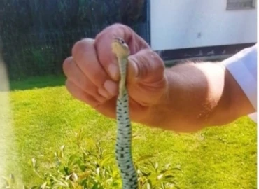 Sikló okozott riadalmat Lentiben, a nevelőotthonban