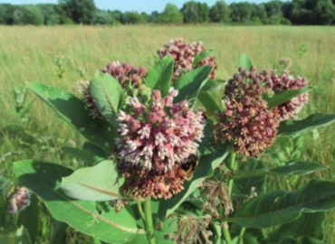 Zalában is terjed a mérgező selyemkóró