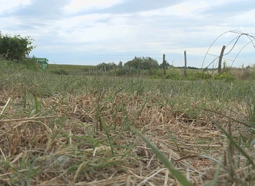 Rányomja a bélyegét az időjárás a termésátlagra 