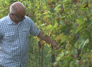 Kevesebb a hazai csemegeszőlő a piacon és drágább is, mint tavaly