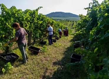 A tavalyinál 10-20 százalékkal magasabb szőlőárak indokoltak az agrárminisztérium szerint