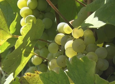 Jól viselte a szőlő a nyári időjárást a förhénci hegyháton