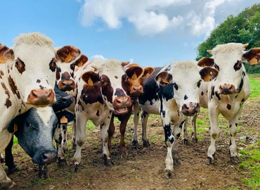 Tíz év alatt 31 százalékkal esett vissza az agrárgazdaságok száma