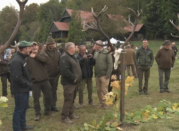 Száz százalékkal nőtt az elejtett gímbikák száma az idei szezonban