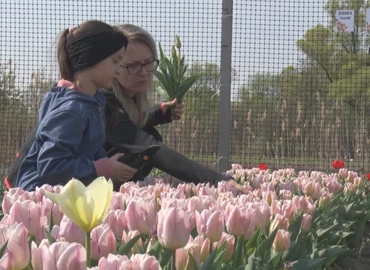 Itt a tavasz, nyílik a tulipán