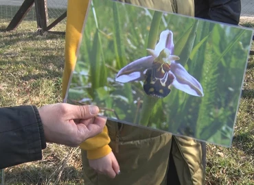 Ismereti túrával hívják fel a figyelmet az orchideák sajátosságaira Nagybakónakon 