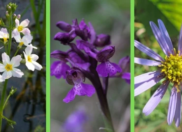 Szavazzon az év vadvirágára