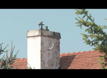 Embedded thumbnail for Kanizsa TV Híradó - 2021. július 23.